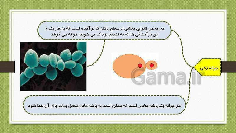 پاورپوینت تولیدمثل در جانداران (فصل 8 علوم هشتم)- پیش نمایش