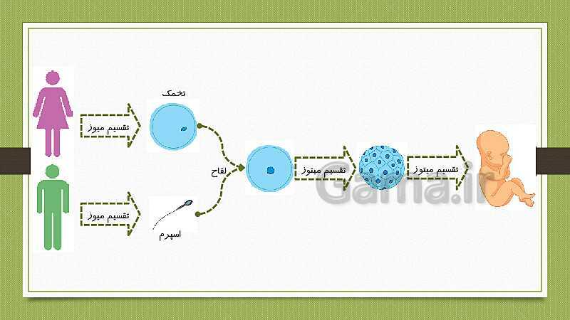 پاورپوینت تولیدمثل در جانداران (فصل 8 علوم هشتم)- پیش نمایش