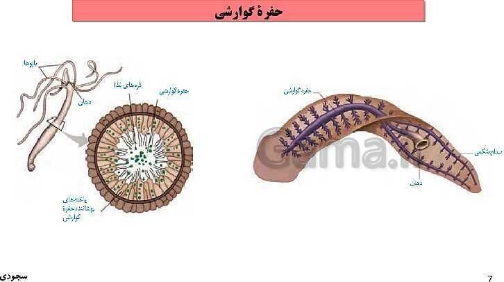 پاورپوینت گفتار چهارم فصل 4 زیست دهم: تنوع گردش مواد در جانداران- پیش نمایش