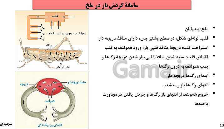 پاورپوینت گفتار چهارم فصل 4 زیست دهم: تنوع گردش مواد در جانداران- پیش نمایش