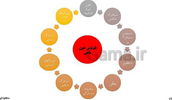 پاورپوینت گفتار چهارم فصل 4 زیست دهم: تنوع گردش مواد در جانداران- پیش نمایش