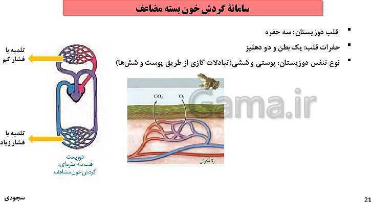 پاورپوینت گفتار چهارم فصل 4 زیست دهم: تنوع گردش مواد در جانداران- پیش نمایش