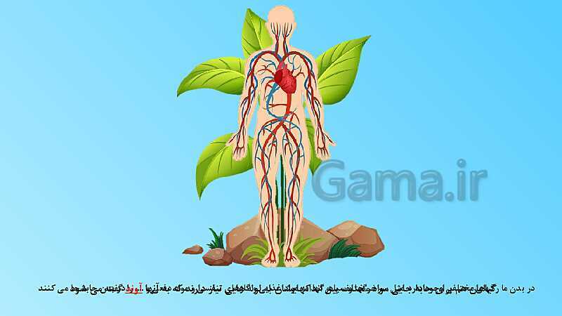 پاورپوینت تدریس مفهومی علوم تجربی نهم | فصل 12: دنیای گیاهان- پیش نمایش