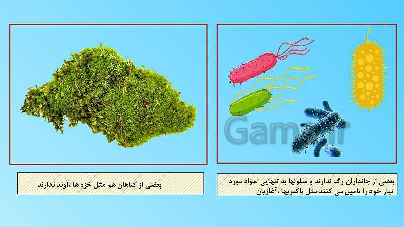 پاورپوینت تدریس مفهومی علوم تجربی نهم | فصل 12: دنیای گیاهان- پیش نمایش