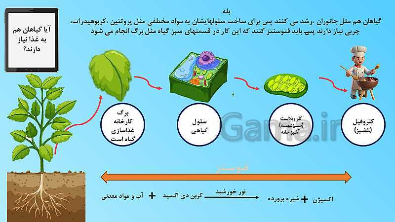 پاورپوینت تدریس مفهومی علوم تجربی نهم | فصل 12: دنیای گیاهان- پیش نمایش