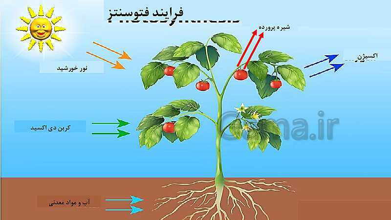 پاورپوینت تدریس مفهومی علوم تجربی نهم | فصل 12: دنیای گیاهان- پیش نمایش