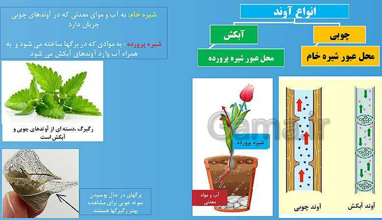 پاورپوینت تدریس مفهومی علوم تجربی نهم | فصل 12: دنیای گیاهان- پیش نمایش