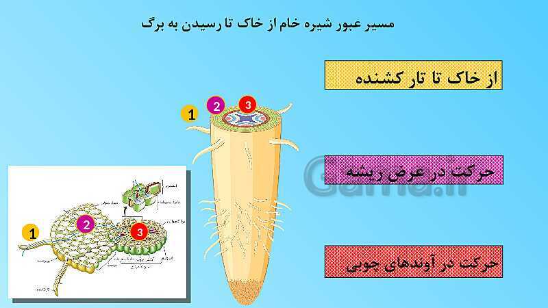 پاورپوینت تدریس مفهومی علوم تجربی نهم | فصل 12: دنیای گیاهان- پیش نمایش