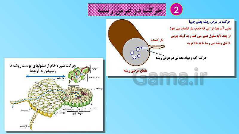 پاورپوینت تدریس مفهومی علوم تجربی نهم | فصل 12: دنیای گیاهان- پیش نمایش