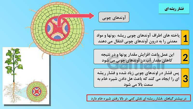 پاورپوینت تدریس مفهومی علوم تجربی نهم | فصل 12: دنیای گیاهان- پیش نمایش