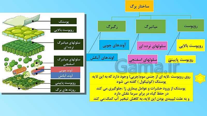 پاورپوینت تدریس مفهومی علوم تجربی نهم | فصل 12: دنیای گیاهان- پیش نمایش