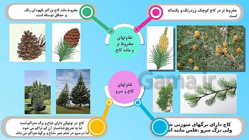 پاورپوینت تدریس مفهومی علوم تجربی نهم | فصل 12: دنیای گیاهان- پیش نمایش