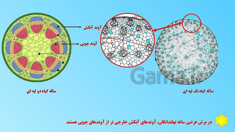 پاورپوینت تدریس مفهومی علوم تجربی نهم | فصل 12: دنیای گیاهان- پیش نمایش