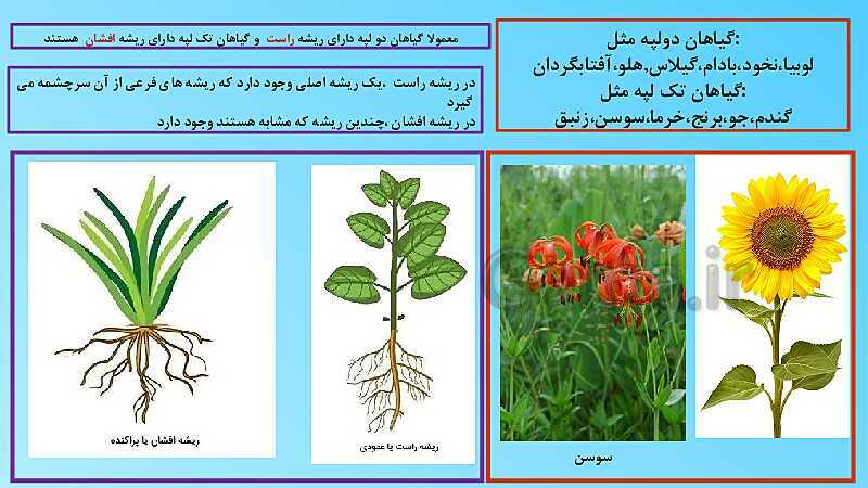 پاورپوینت تدریس مفهومی علوم تجربی نهم | فصل 12: دنیای گیاهان- پیش نمایش