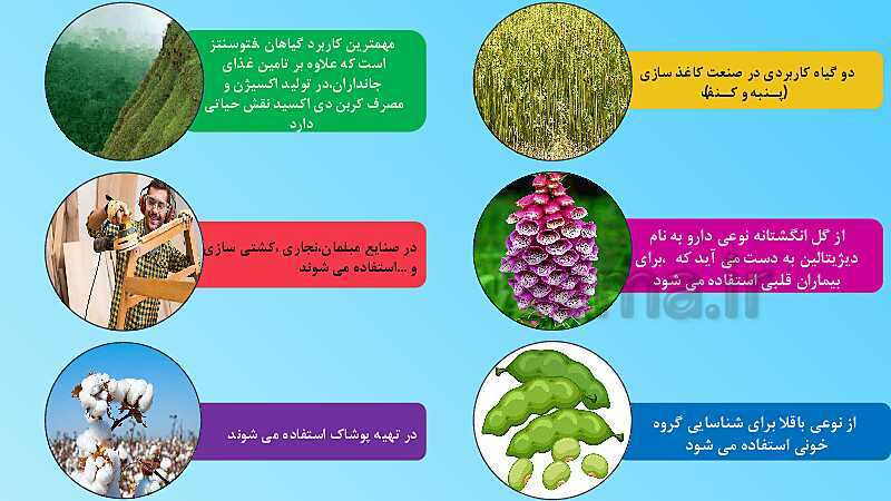 پاورپوینت تدریس مفهومی علوم تجربی نهم | فصل 12: دنیای گیاهان- پیش نمایش