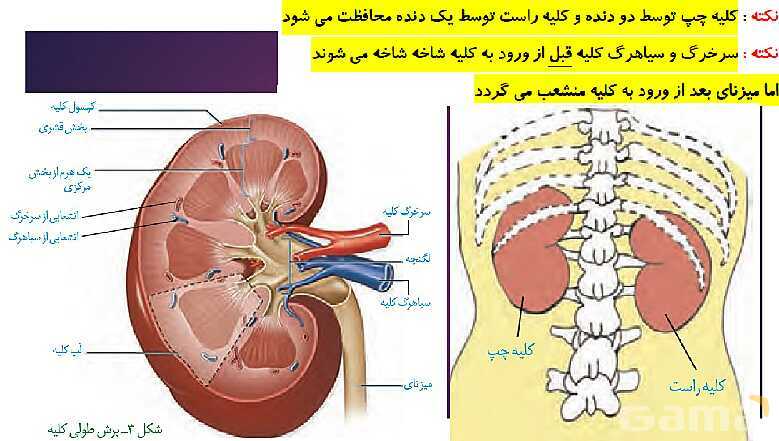 پاورپوینت گفتار 1 فصل 5 زیست شناسی دهم؛ هم ایستایی و کلیه‌ها- پیش نمایش