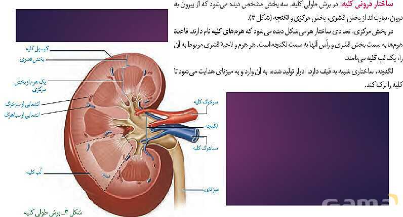 پاورپوینت گفتار 1 فصل 5 زیست شناسی دهم؛ هم ایستایی و کلیه‌ها- پیش نمایش