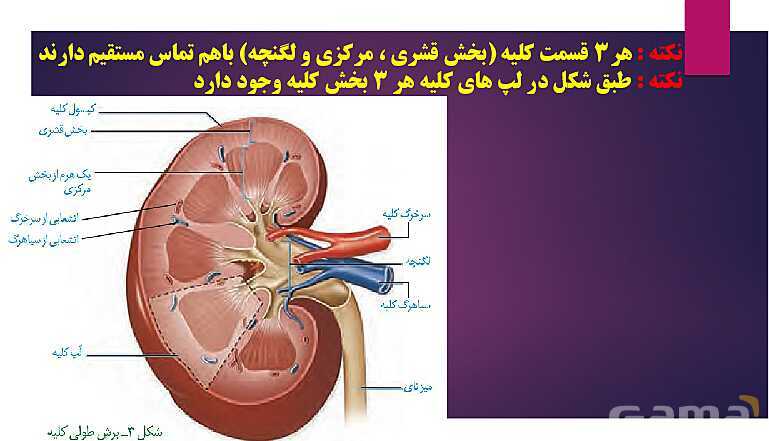 پاورپوینت گفتار 1 فصل 5 زیست شناسی دهم؛ هم ایستایی و کلیه‌ها- پیش نمایش