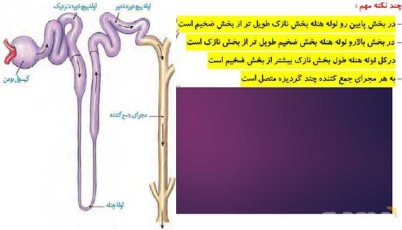 پاورپوینت گفتار 1 فصل 5 زیست شناسی دهم؛ هم ایستایی و کلیه‌ها- پیش نمایش