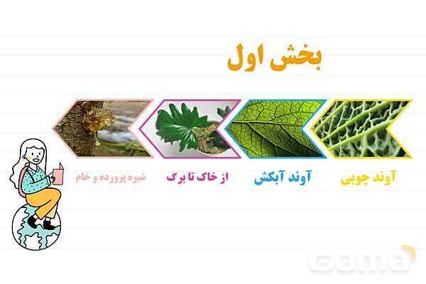 پاورپوینت علوم نهم فصل 12: دنیای گیاهان- پیش نمایش