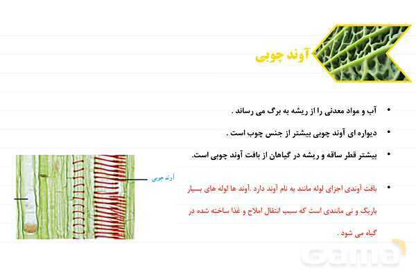 پاورپوینت علوم نهم فصل 12: دنیای گیاهان- پیش نمایش