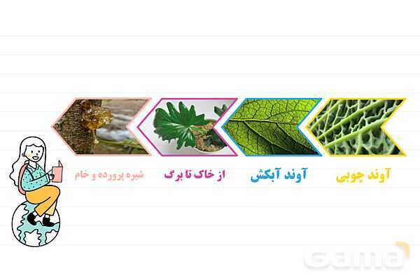 پاورپوینت علوم نهم فصل 12: دنیای گیاهان- پیش نمایش