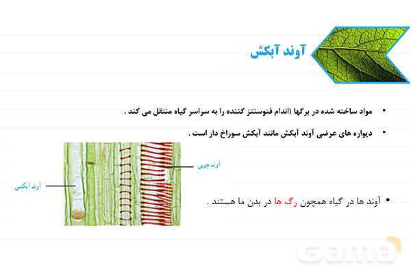 پاورپوینت علوم نهم فصل 12: دنیای گیاهان- پیش نمایش