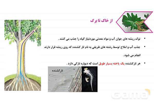 پاورپوینت علوم نهم فصل 12: دنیای گیاهان- پیش نمایش