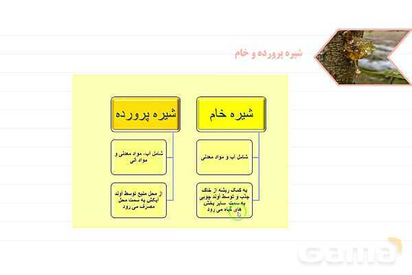 پاورپوینت علوم نهم فصل 12: دنیای گیاهان- پیش نمایش