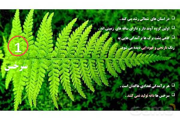 پاورپوینت علوم نهم فصل 12: دنیای گیاهان- پیش نمایش