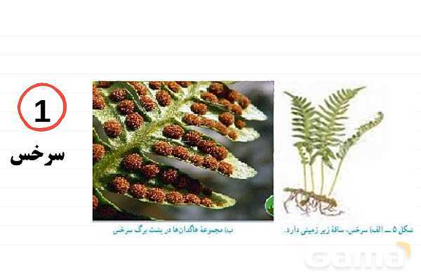 پاورپوینت علوم نهم فصل 12: دنیای گیاهان- پیش نمایش