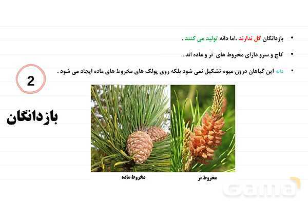 پاورپوینت علوم نهم فصل 12: دنیای گیاهان- پیش نمایش