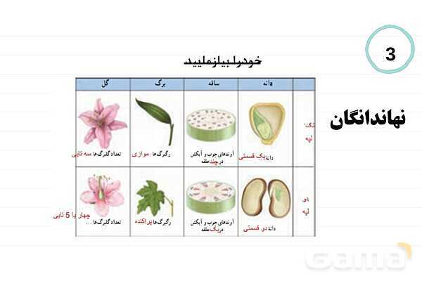پاورپوینت علوم نهم فصل 12: دنیای گیاهان- پیش نمایش