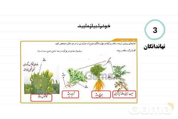 پاورپوینت علوم نهم فصل 12: دنیای گیاهان- پیش نمایش