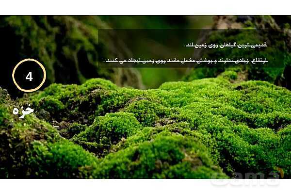 پاورپوینت علوم نهم فصل 12: دنیای گیاهان- پیش نمایش