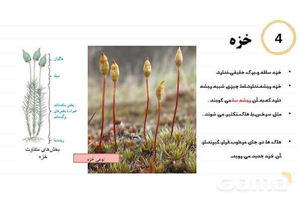 پاورپوینت علوم نهم فصل 12: دنیای گیاهان- پیش نمایش
