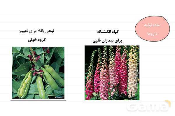 پاورپوینت علوم نهم فصل 12: دنیای گیاهان- پیش نمایش