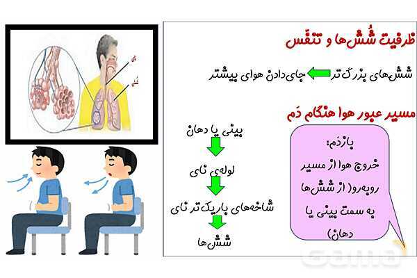 پاورپوینت آموزش درس 10 علوم تجربی پایهی چهارم: بدن ما (2)- پیش نمایش