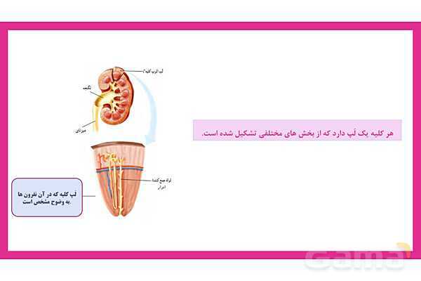 پاورپوینت علوم تجربی هفتم | فصل 15: تبادل با محیط- پیش نمایش