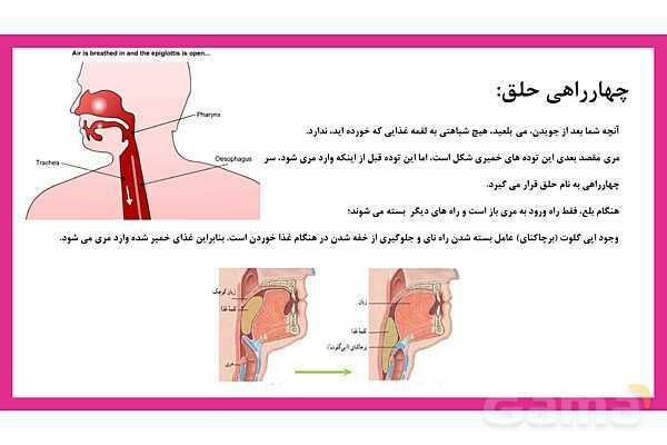پاورپوینت علوم تجربی هفتم | فصل 13: سفر غذا- پیش نمایش