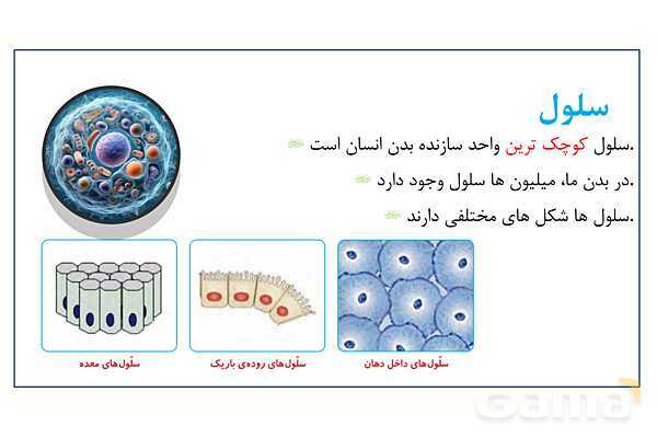 پاورپوینت سلول، ساختار سلول و تقسیم سلول | علوم چهارم- پیش نمایش