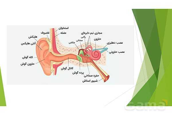 پاورپوینت کنفرانس حواس پنجگانه و اندامهای حسی- پیش نمایش