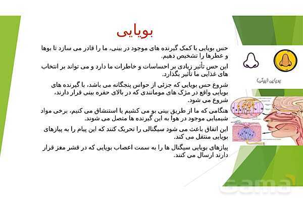 پاورپوینت کنفرانس حواس پنجگانه و اندامهای حسی- پیش نمایش