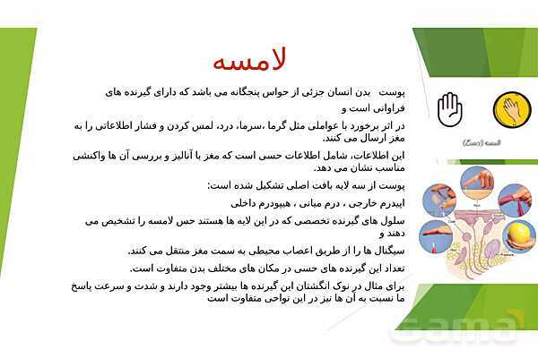 پاورپوینت کنفرانس حواس پنجگانه و اندامهای حسی- پیش نمایش