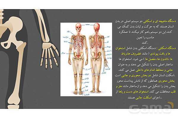 پاورپوینت کنفرانس دستگاه ماهیچه ای، اسکلتی و مفصل- پیش نمایش