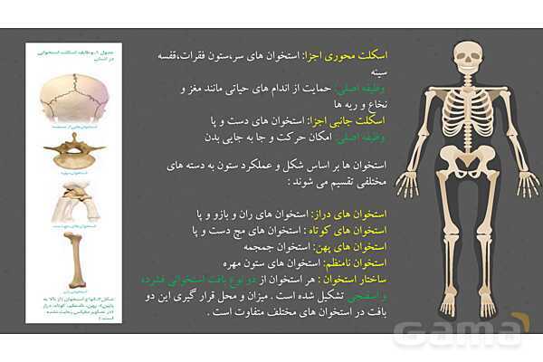 پاورپوینت کنفرانس دستگاه ماهیچه ای، اسکلتی و مفصل- پیش نمایش