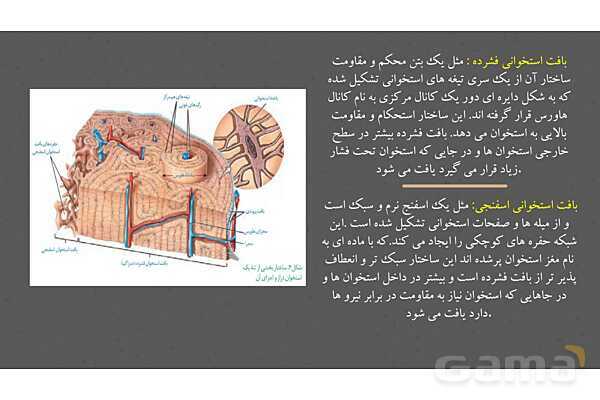 پاورپوینت کنفرانس دستگاه ماهیچه ای، اسکلتی و مفصل- پیش نمایش