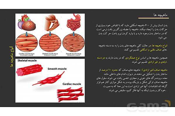 پاورپوینت کنفرانس دستگاه ماهیچه ای، اسکلتی و مفصل- پیش نمایش