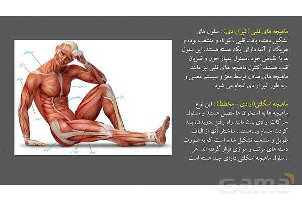 پاورپوینت کنفرانس دستگاه ماهیچه ای، اسکلتی و مفصل- پیش نمایش