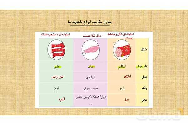 پاورپوینت کنفرانس دستگاه ماهیچه ای، اسکلتی و مفصل- پیش نمایش